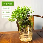 苔藓瓶假山微景观生态瓶缸盆栽盆景成品苔藓造景盆绿植桌面微景观