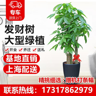 上海发财树盆栽专车配送室内大型招财树 大颗绿植物客厅乔迁开业