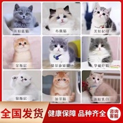 北京猫舍英短蓝猫幼猫纯种蓝白猫美短银渐层加菲猫金吉拉布偶猫咪