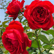 红色大花欧月红苹果四季开灌木月季花苗，阳台玫瑰花盆栽花卉绿植物