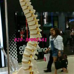 85cm人体脊柱模型自然大脊椎模型带颈椎模型椎尾椎盆骨腰椎模型g