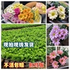 网红小雏菊花卉植物，好养活客厅庭院，阳台盆栽地栽四季开花2颗