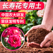 长寿花专用土长寿花专用营养土长寿花营养土花土土壤肥料漫生活