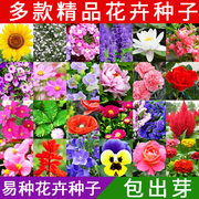 花种子花种花籽种四季开花室外太阳花向日葵凤仙花种花卉种子大全