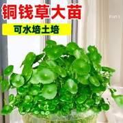 培大号盆栽水仙客厅栽植办公室，养活内桌面摆件，水生&绿植水家四季