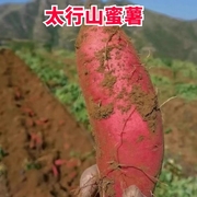 山东沙地红薯 新红心蜜薯糖心农家自种番薯烤地瓜烟薯25号5斤