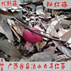 正宗广西天然野生秋红菇，孕妇月子红蘑菇红椎菌，干货香菇50克