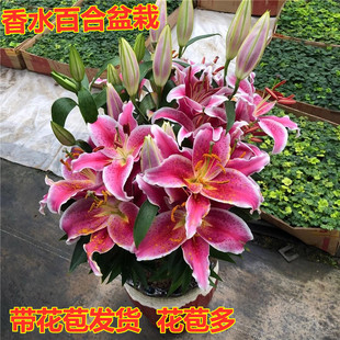 香水百合盆栽 亚百合花带花苞鲜花多头浓香型开花卉植物室内花苗