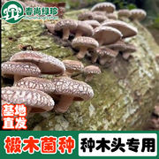 高产椴木香菇菌种菌包栽培种木头种植平菇，菌种食用菌香菇种植