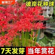 彼岸花种球曼珠沙华盆栽红花换锦石蒜大种球阳台花卉浓香晚香玉