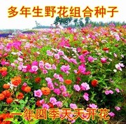 野花组合种子夏季耐旱草花种子菊花种子庭院，花卉百日草种子草籽