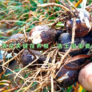 石蒜专用土彼岸花曼珠沙华盆栽花泥绿植园艺通用有机土壤营养土