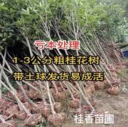 低价处理1-4cm桂花树苗大树，8八月金桂，丹桂四季桂当年开花盆栽地栽