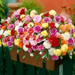 康乃馨花种子四季开花花籽，易活室内阳台盆栽，苗庭院植物花卉种孑子