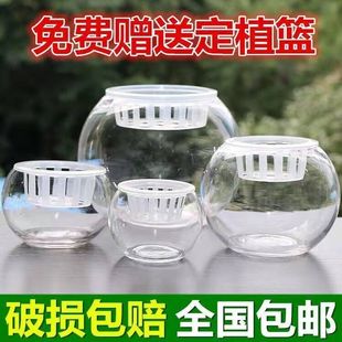 创意水培植物塑料花瓶透明水养，绿萝花盆容器插花瓶圆球形鱼缸器皿
