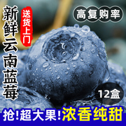 云南新鲜蓝莓王鲜果8盒装高山当季水果孕妇种蓝莓大果整箱