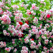 粉团蔷薇花苗老品种无刺十姐妹变色蔷薇，淡粉色七姐妹浓香爬藤植物