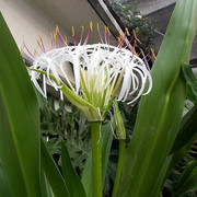 文殊兰白色花盆景净化空气，室内吸甲醛绿色植物十八学士大型盆栽