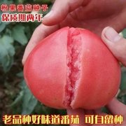 老品种西红柿种子高产非转基因大番茄，蔬菜水果室内盆栽番茄籽