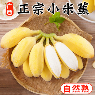 正宗广西小米蕉香蕉新鲜10水果整箱斤当季小香蕉，粉蕉自然熟苹果蕉