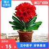 四季君子兰带花苞盆栽老苗，室内花卉植物，圆头和尚好养大苗当年开花