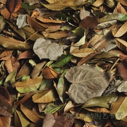 自然干树叶diy自然落叶，枫叶竹叶枯树叶标枯叶，装饰拍摄道具真叶子