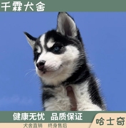 纯种双血统，哈士奇幼犬黑白西伯利亚大型犬雪橇犬，犬舍家庭巴哥