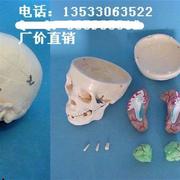 1d1头骨带脑模型，人体骨骼益智骨架，骷髅模型