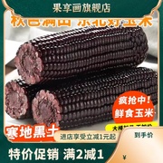 东北黑糯玉米真空装黑玉米新鲜玉米甜糯玉米苞米黏玉米10根