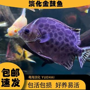 淡化金鼓鱼纯淡水观赏鱼，水族宠物鱼银鼓鱼热带，豹点金钱多活体