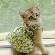 猫咪衣服夏季薄款幼猫可爱小裙子公主风小型犬，泰迪宠物狗狗衣服