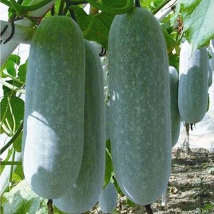 台湾迷你小冬瓜子种早熟高产抗病粉皮小冬瓜种籽四季播种蔬菜种孑