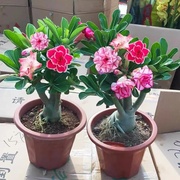 沙漠玫瑰盆栽重瓣带花苞多肉植物室内花卉绿植5年老桩花苗好养活