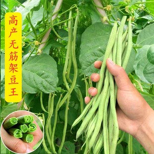 无筋架豆王种子(王种子，)泰国无筋豆种籽豆角长芸豆蔬菜四季豆青豆高产