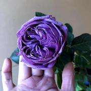微蓝 蓝紫色大花浓香月季花苗四季开花卉植物花园玫瑰盆栽绿植