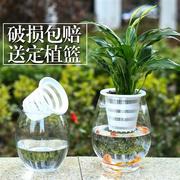 水养植物玻璃瓶 器皿 水培白掌花瓶恐龙蛋花瓶简U约水养植物器皿