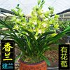 超香兰花(四季开花)香兰浓香型勤花好养花卉室内办公室绿植盆栽