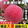 洛川苹果陕西正宗红富士，一级冰糖心新鲜水果脆甜10斤