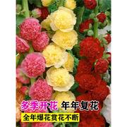 重瓣蜀葵花种子籽子四季开花室外花籽易活花卉种籽夏天庭院花种孑