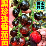 寿光超甜糖水黑珍珠番茄，秧苗带土球黑色，樱桃西红柿圣女果种子