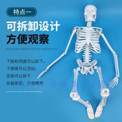 45cm骨架人体脊柱医用人体骨骼模型