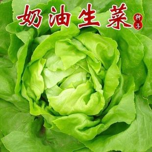 四季奶油生菜种子可生吃阳台，盆栽夏季耐热蔬菜，种籽农家生菜种子