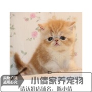 加菲猫异国短毛猫，纯种加菲猫纯白加菲猫红白，加菲宠物猫活体q