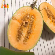 海南西州蜜哈密瓜9斤新鲜现摘热带水果孕妇应季网纹瓜甜蜜瓜
