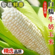 广西现摘白甜糯玉米10斤新鲜当季白糯甜棒子苞，谷粒玉米蔬菜35斤