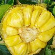 海南菠萝蜜 干苞热带新鲜水果 现摘现发带箱26斤至30斤。