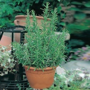 迷迭香盆栽花苗可食用香草植物西餐香料牛排调料庭院阳台绿植花卉