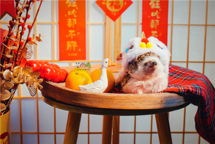 刺猬龙猫兔子荷兰猪，豚鼠仓鼠，中国风新年醒狮披风衣服定制