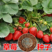 草莓种子四季结果好养易活室内外阳台蔬菜水果盆栽植物花种子籽子