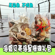 天然海螺贝壳仿真海星套餐鱼缸造景水族箱装饰品沙滩玩具儿童礼物